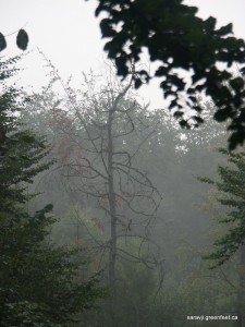 Fog Woods Two