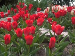 Red Tulips_sm